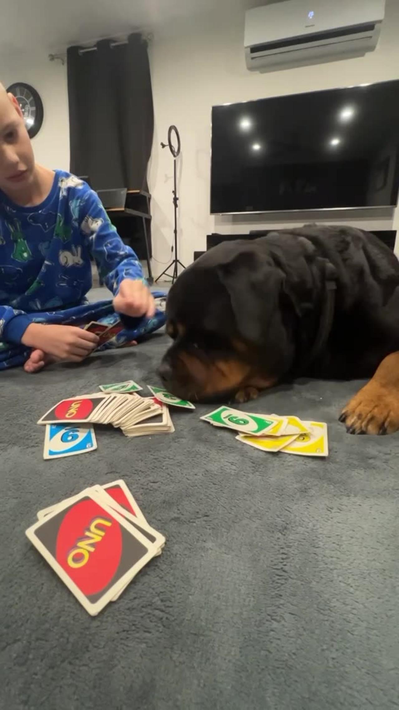 Rottweiler Plays Uno With Family