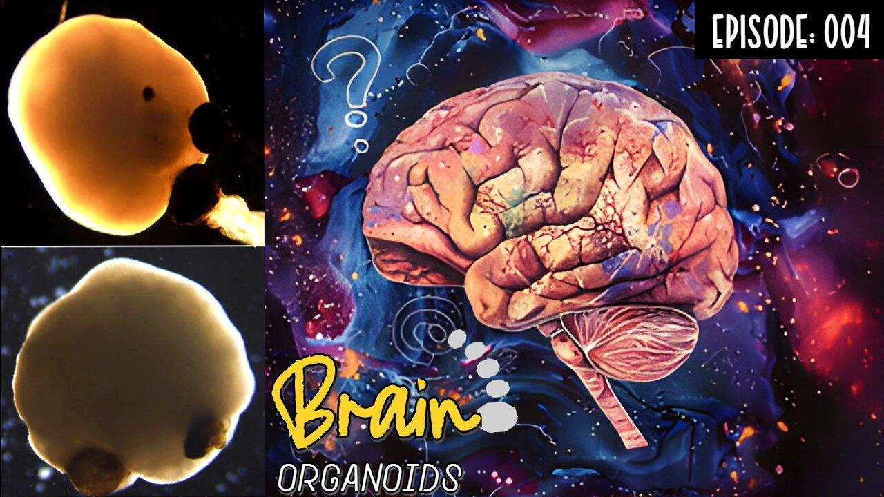 Episode 004: Brain Organoids