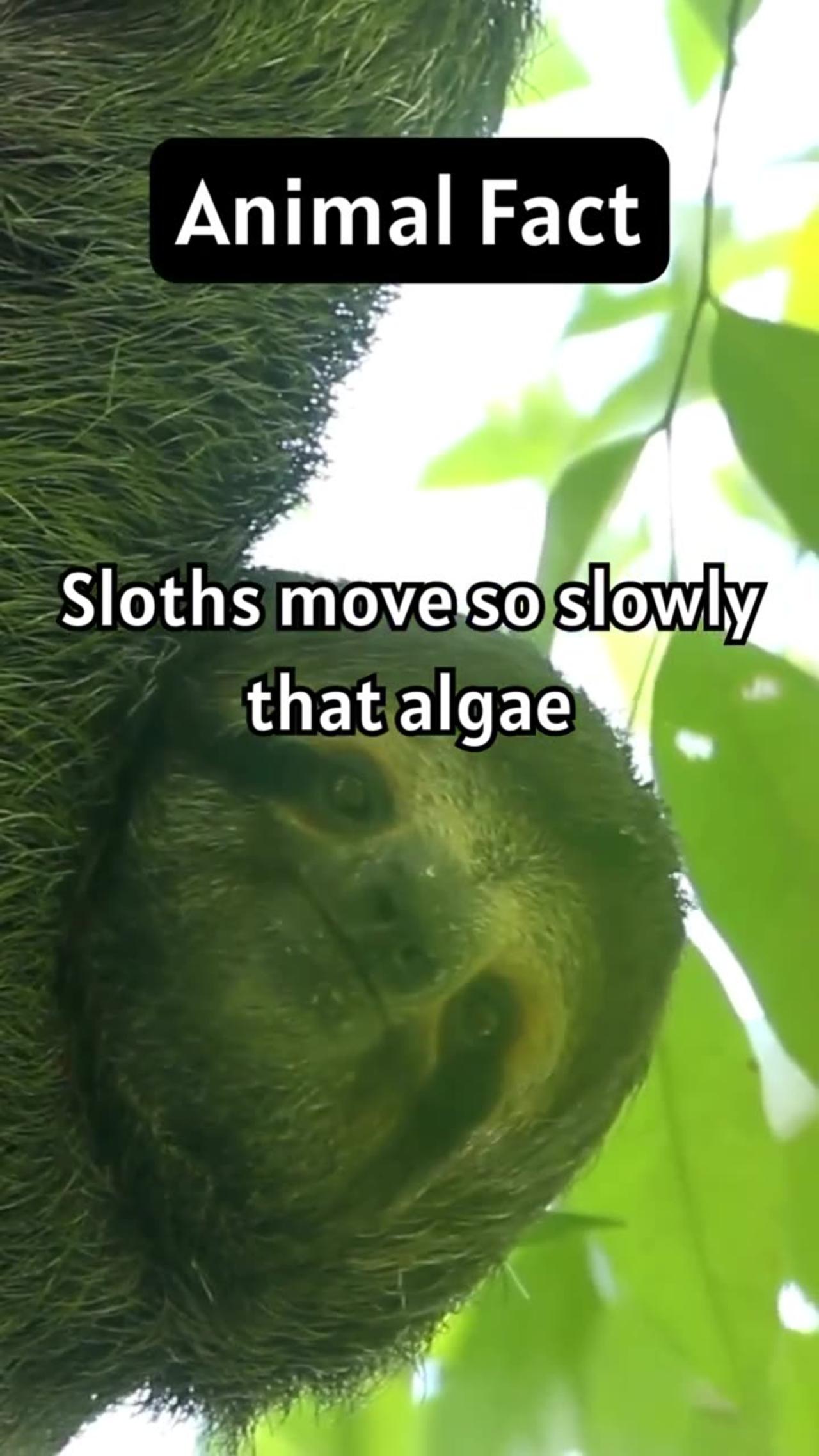 The Amazing Adaptations of Sloths_ How Algae - One News Page VIDEO