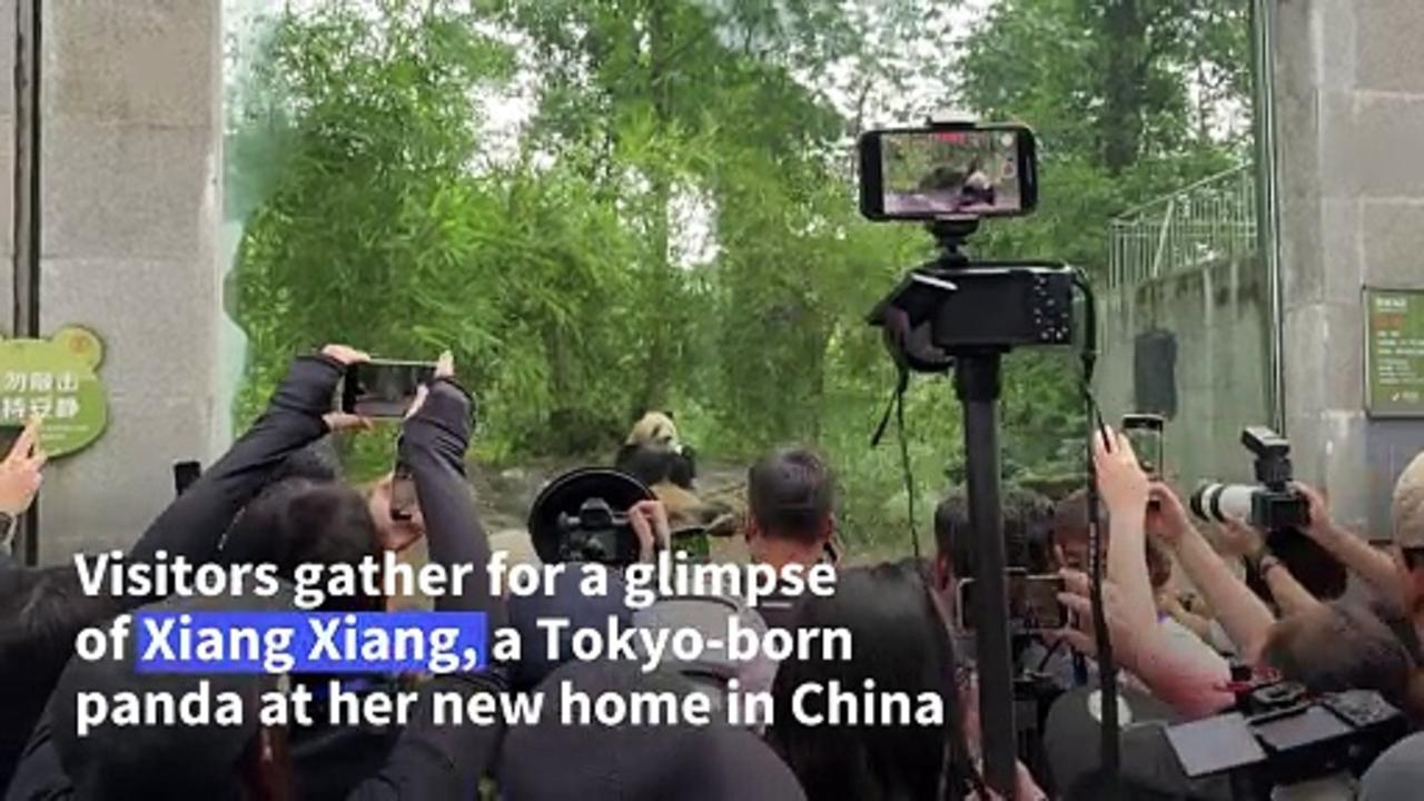 Japan-born giant panda Xiang Xiang celebrates birthday in China