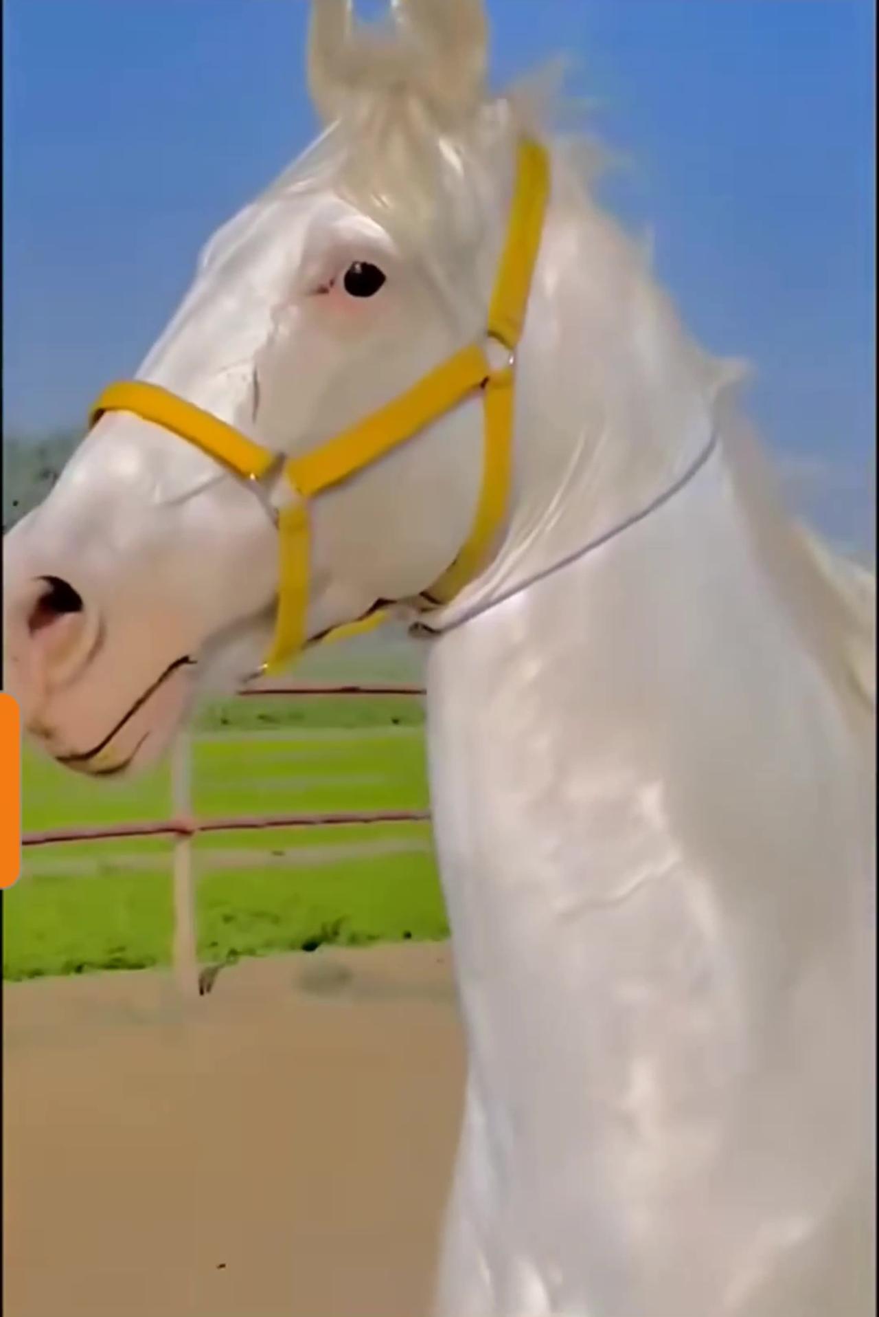 Unbelievable! How Many Bones Does A Horse Really Have? - bkt9dcf