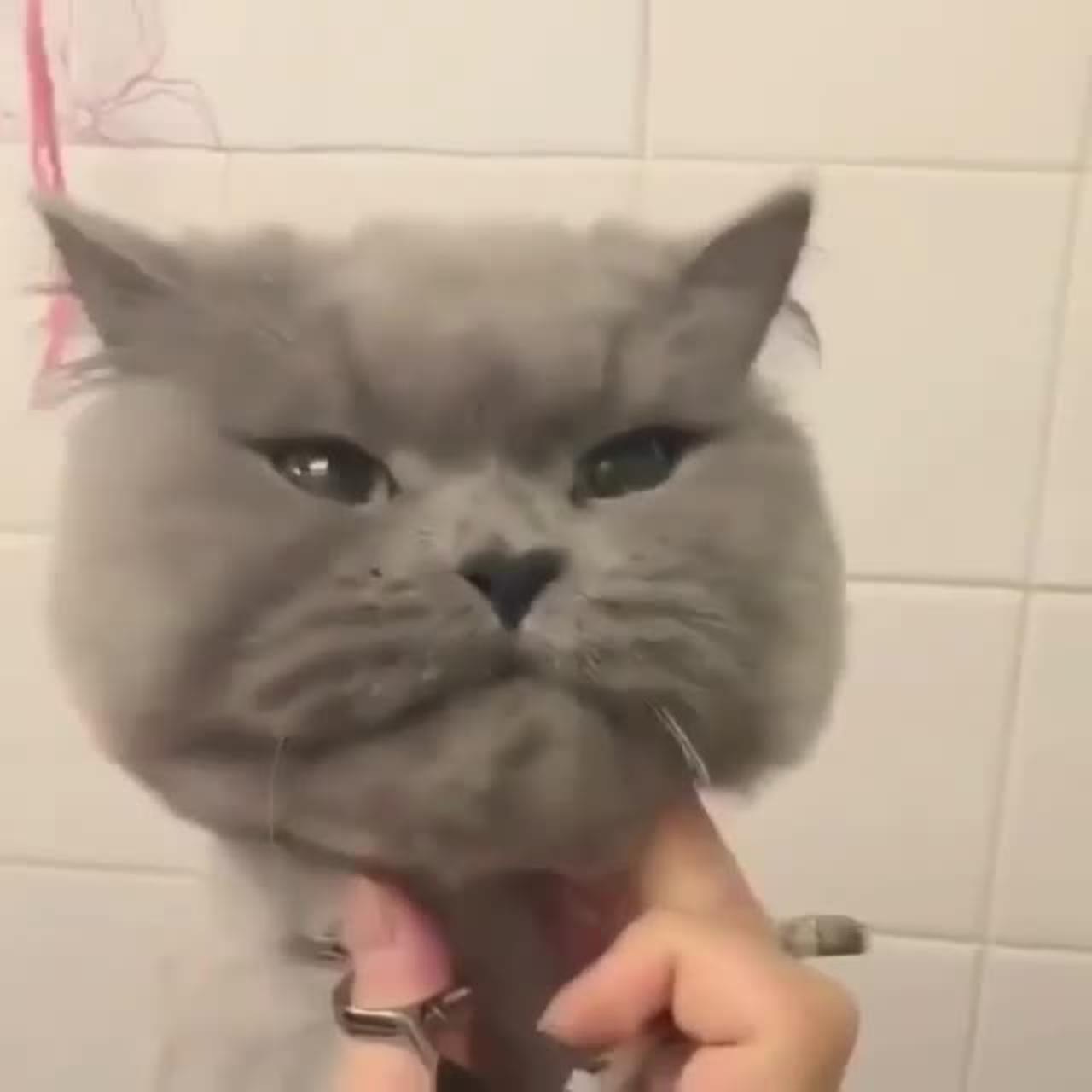 I am cutting the hairs of my, My beautiful and cute cat.