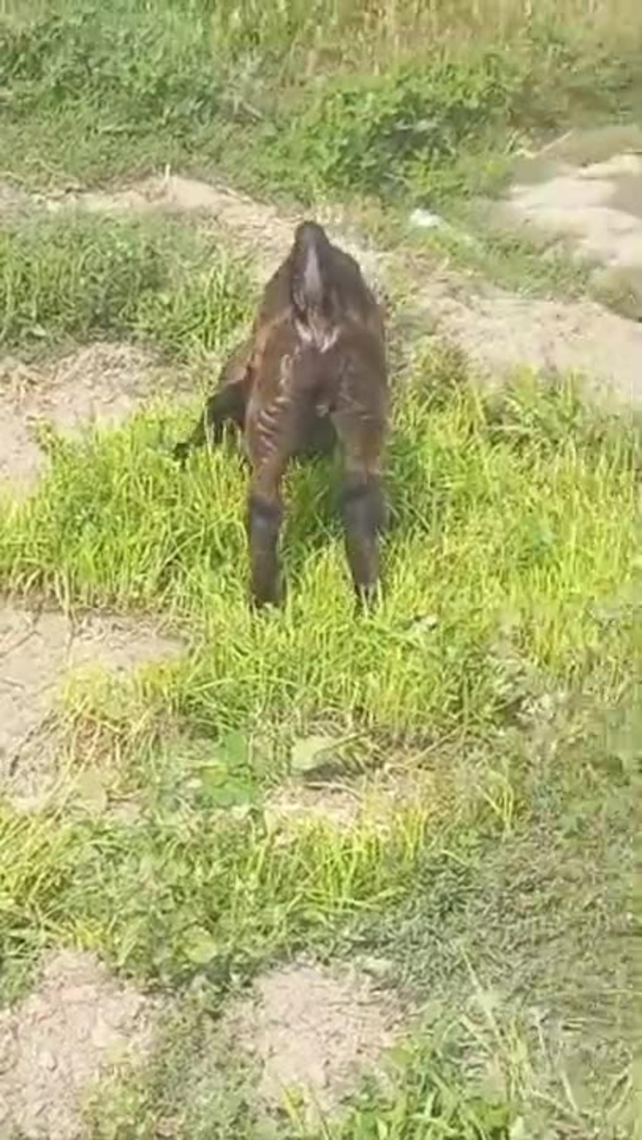 Desi goats Wildlife animals of sindh,Jamil siyal,
