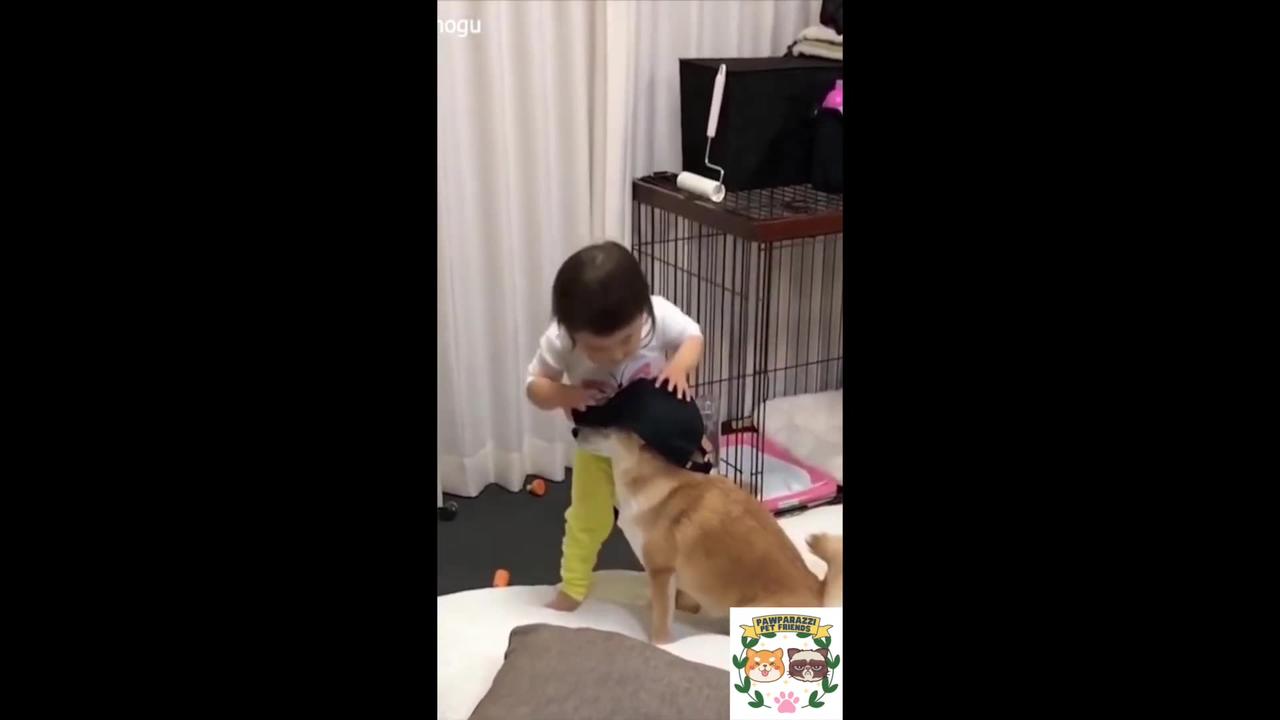 Top Best Funny Animals Video Compilation of Silly Cats and Cute Dogs 2024