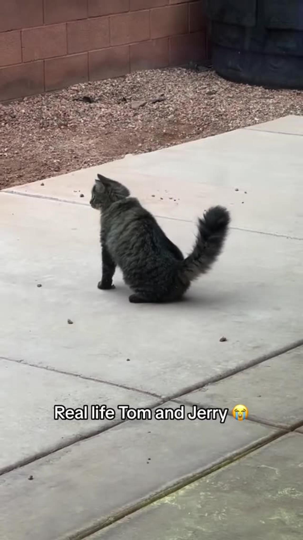 real life tom and jerry