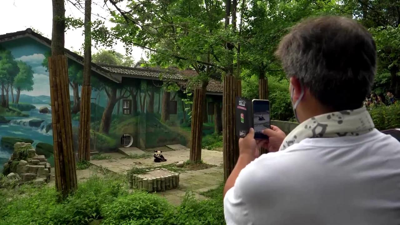 China's captive giant pandas return to the wild