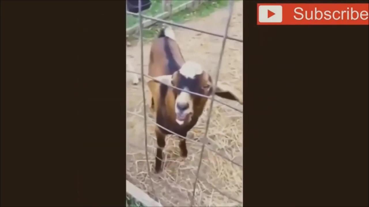 "Goat Sounding & Atrocities | Funny Animals Compilation"