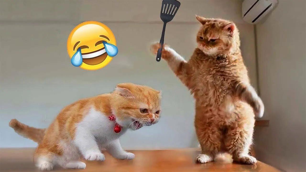 Funniest Animal Moments 2024 🤣😂 New Hilarious Cat and Dog Videos