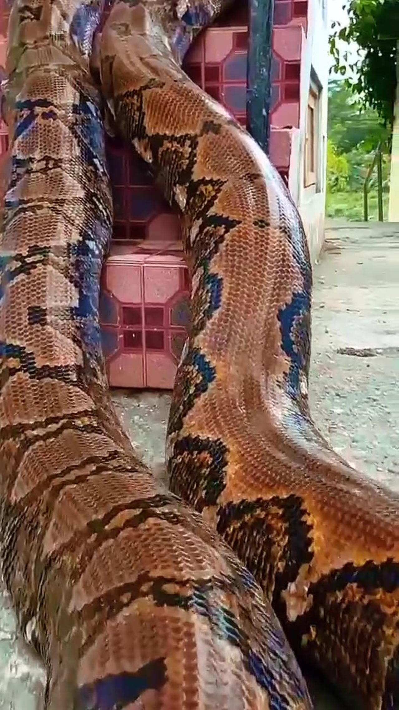 all world big snake