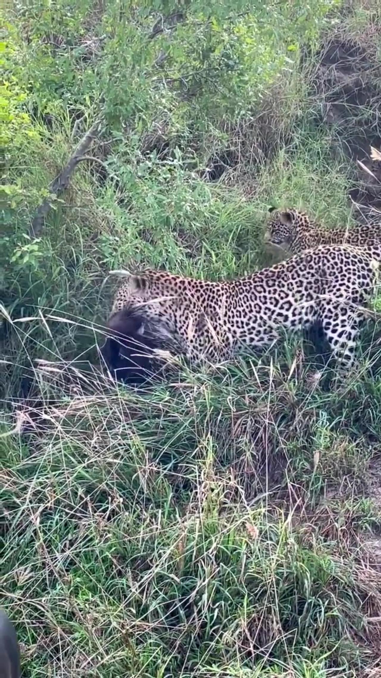 Leopard Killed Porcupine