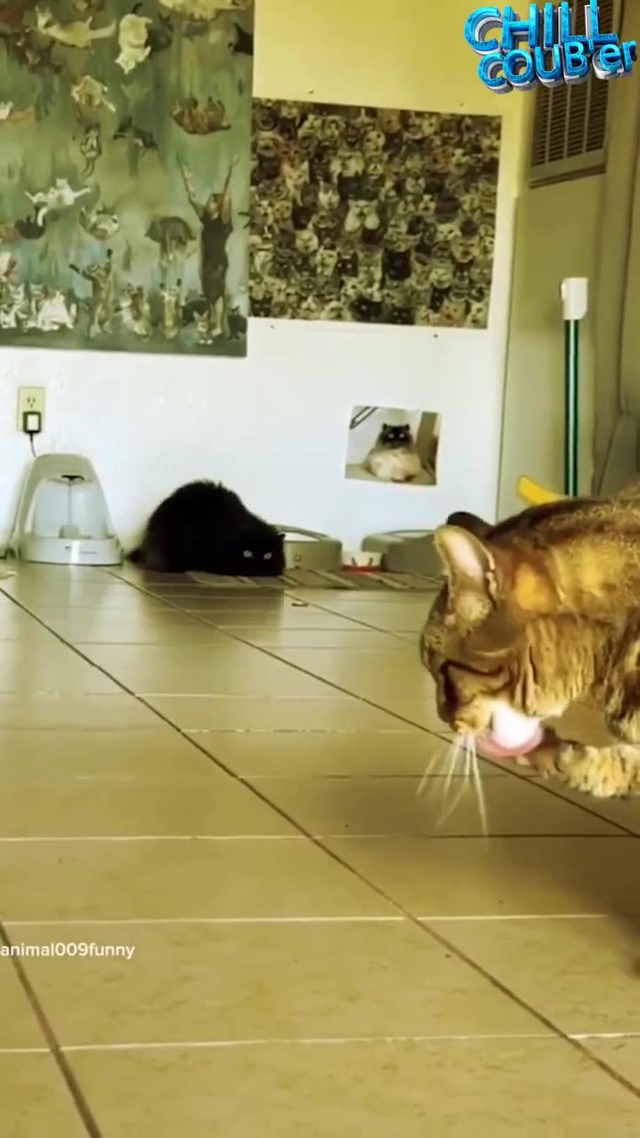 Cat Meme Funny Video Moment Short #shorts #cat #cats #funnyvideo #funny #memes #animals