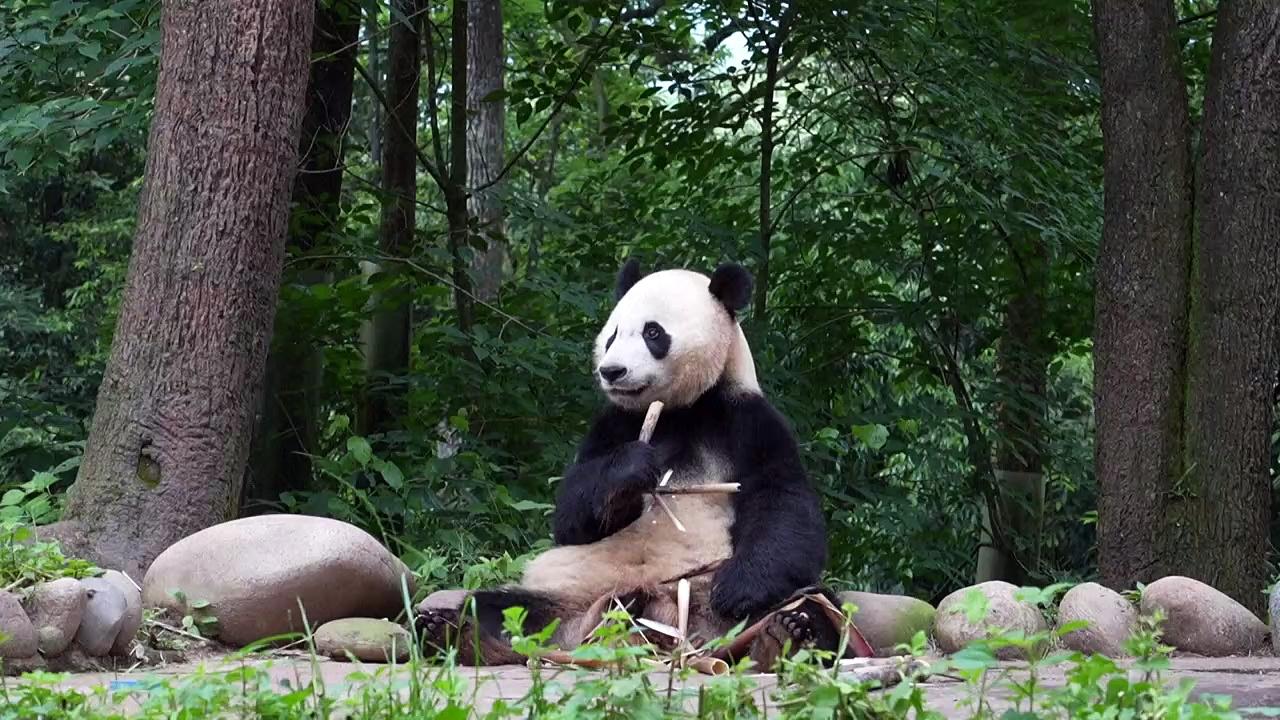 Foreign-born pandas join China's efforts to boost wild population