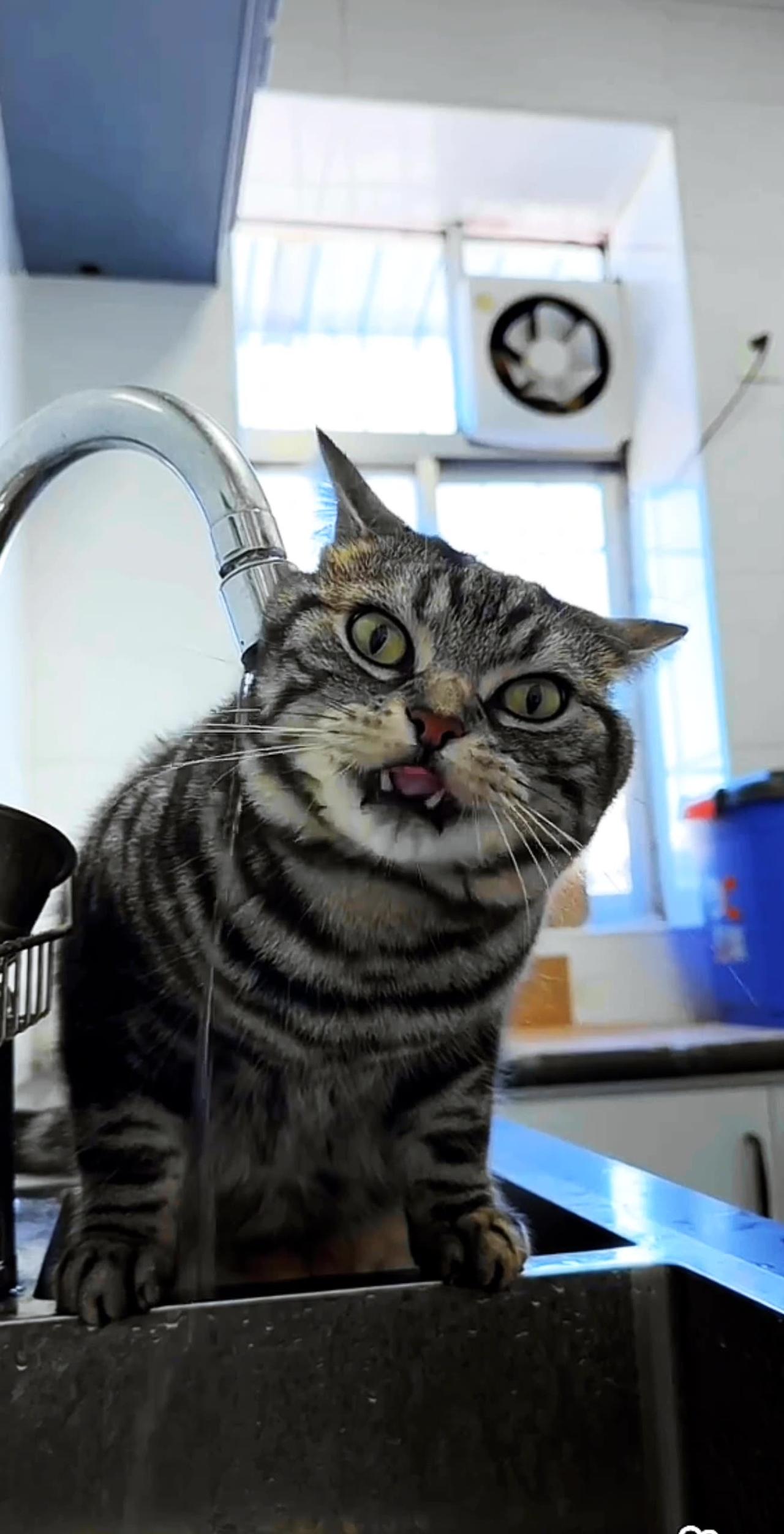 cat drinking water 😍 cat fun movement 🤩