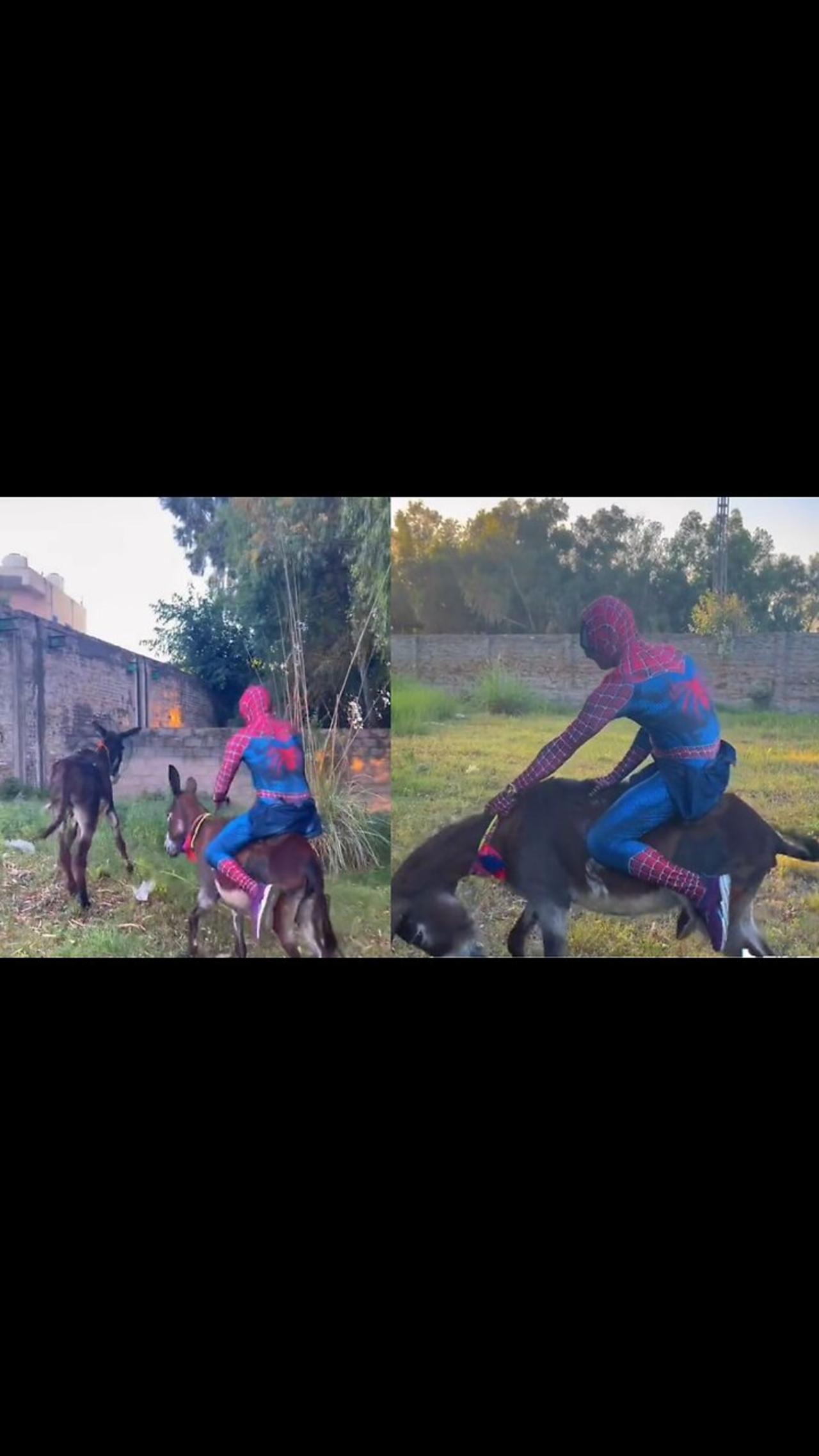 Funny Spider Man with donkey