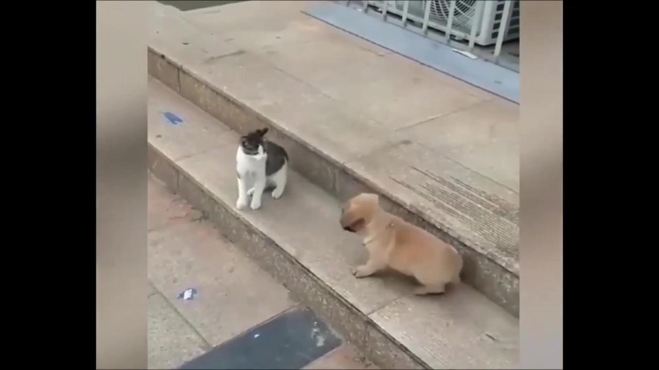 Short funny cat and dog video