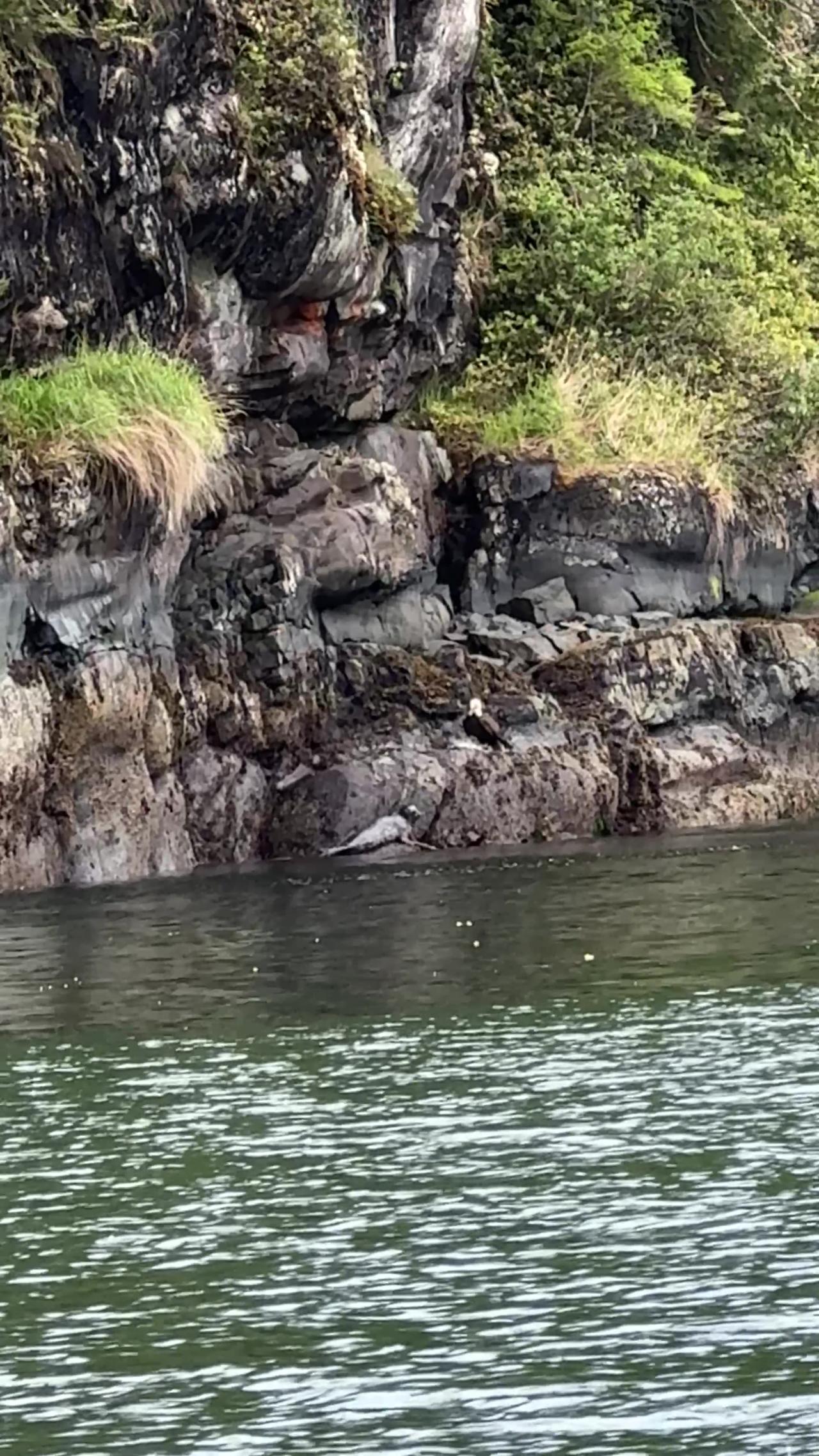 Seal Saves Her Pup From Bald Eagle