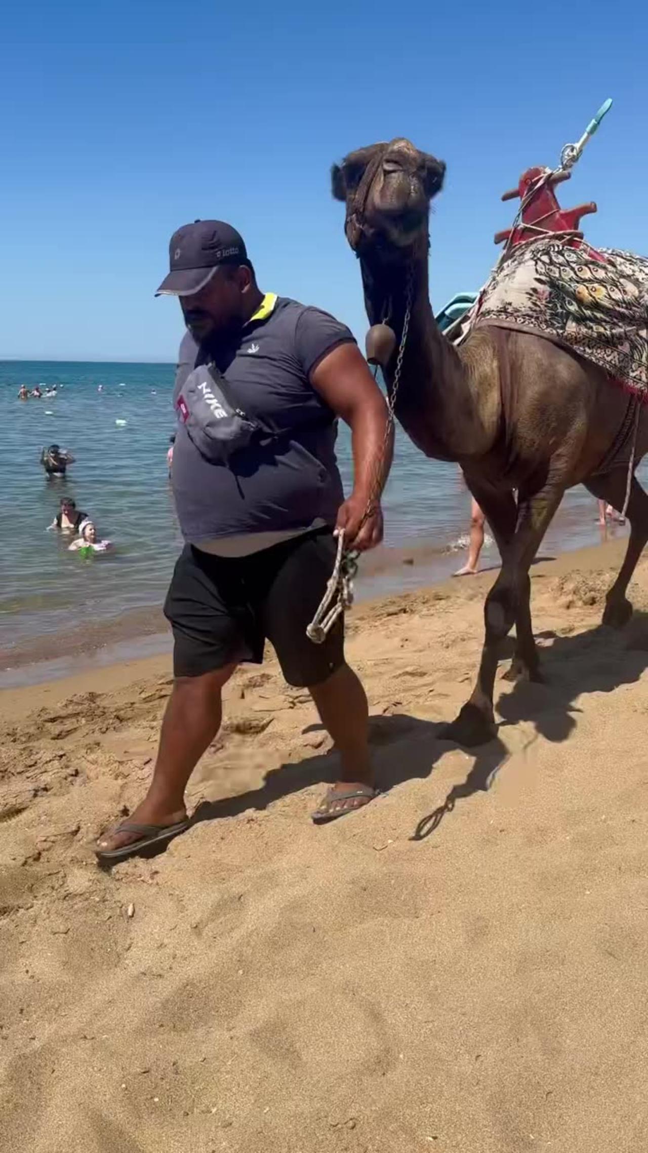 Camel & Pony In Turkey Beach