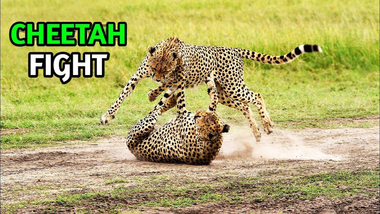 Real Cheetah Fight | Wild Animal Attacks |