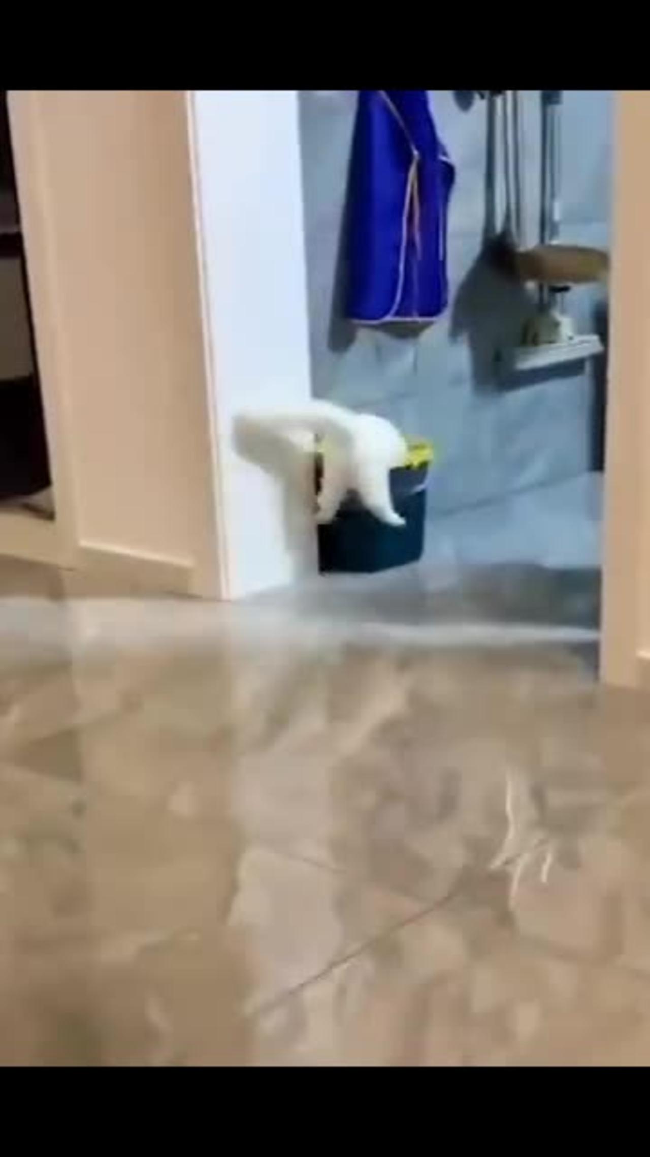 Funny cat and dog 🤣