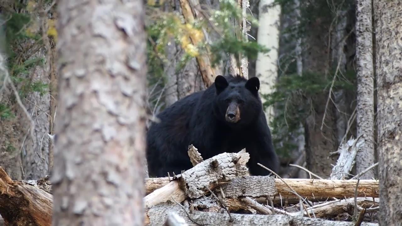 Unreleased "Cocaine Bear" Video