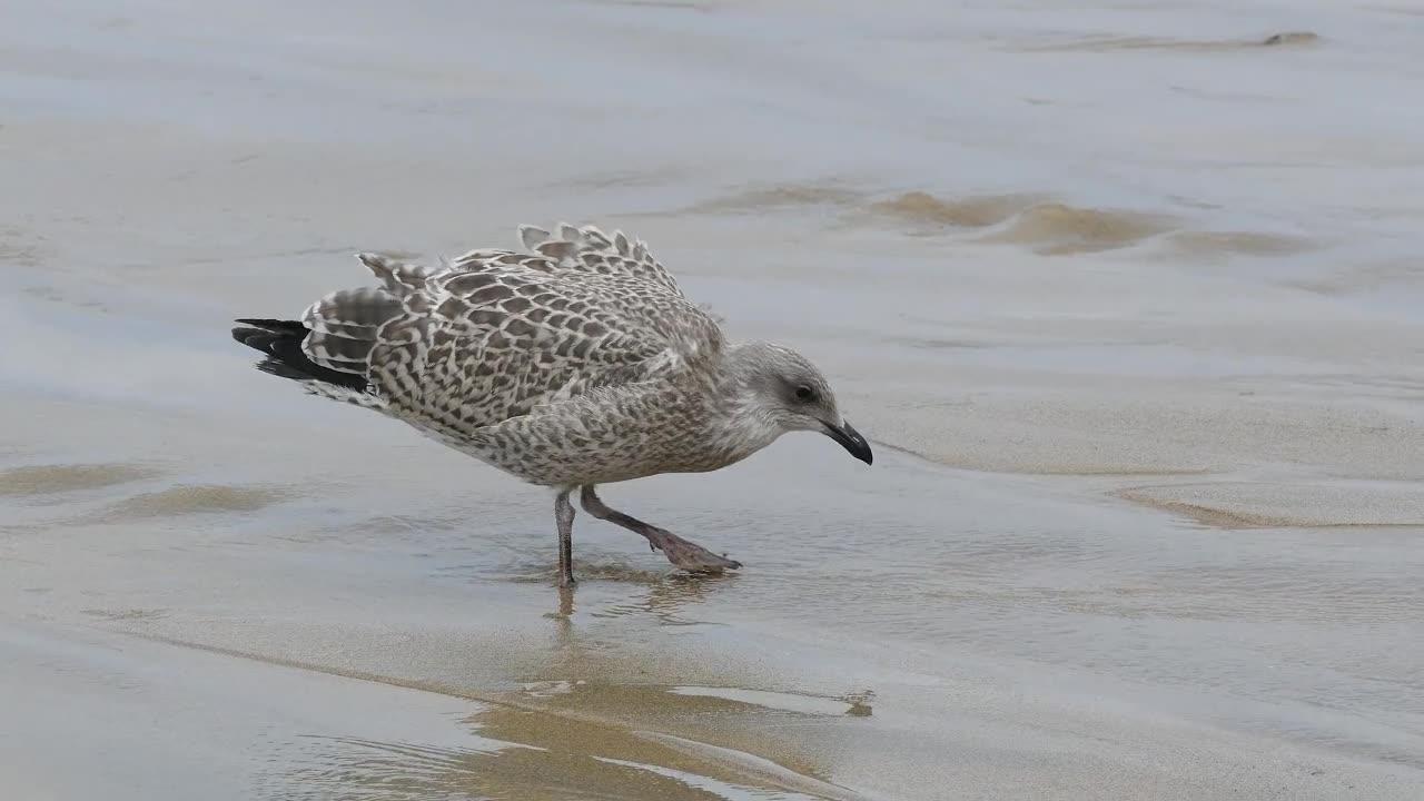 Bird Eats Sand at the Beach #animals #comedy #funny