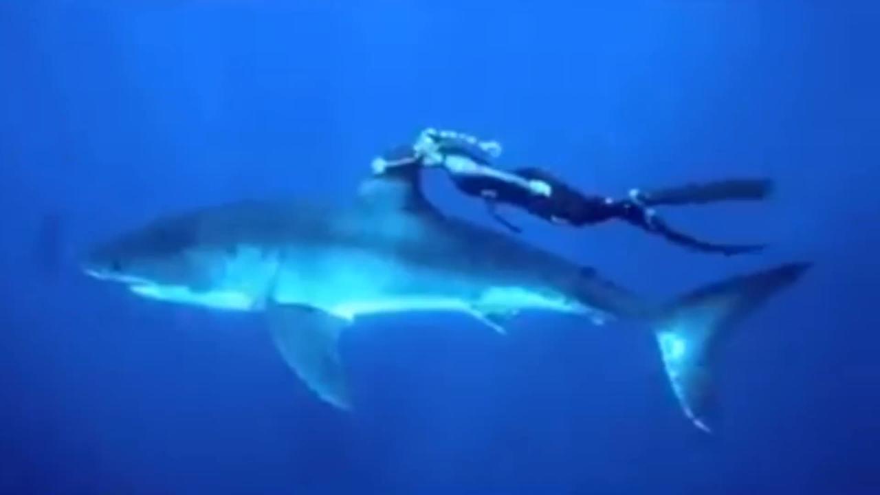 swimming with a shark 🦈 - One News Page VIDEO