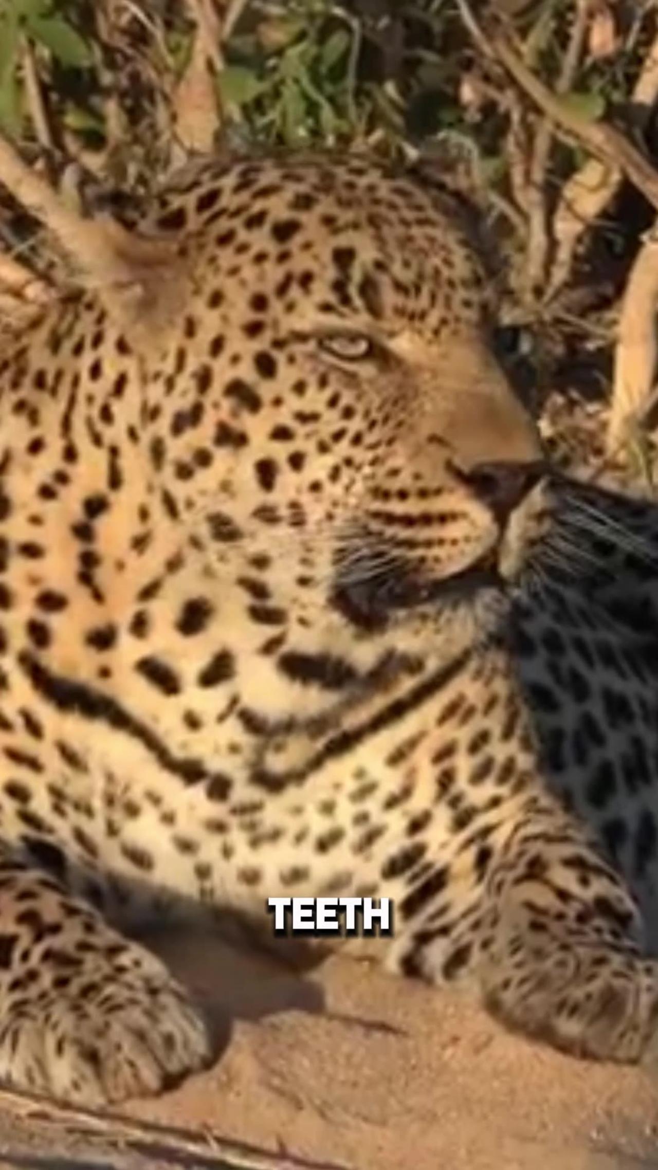 leopards are dangerous