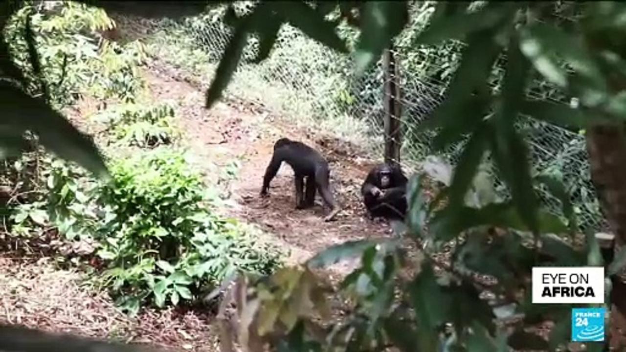Sierra Leone's chimpanzees have lost a third of their habitat in the last 25 years