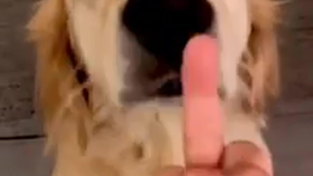 Dog's reaction in the face of the middle finger