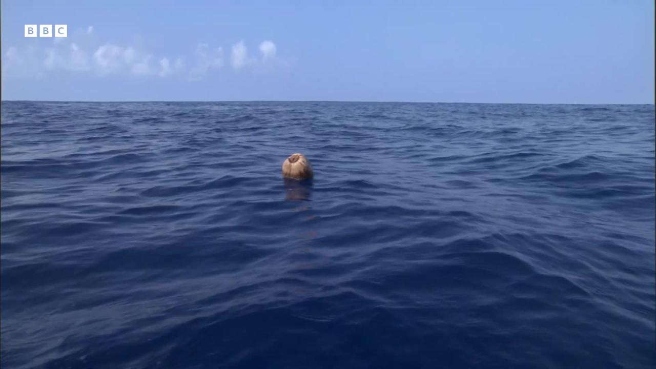 What Do These Birds and Coconuts Have In Common  South Pacific  BBC Earth