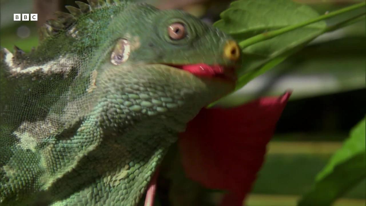 These Iguanas Have An Unusual Mating Tactic  South Pacific  BBC Earth