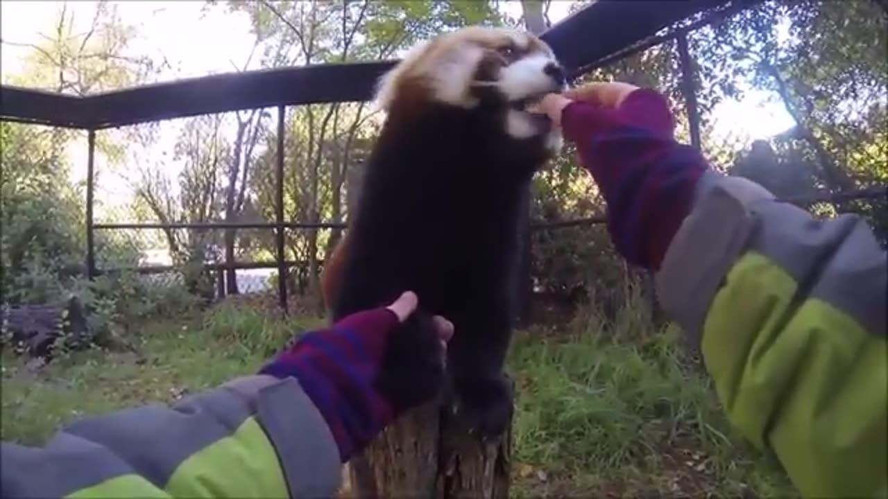 Most Adorable Red Panda - CUTEST Compilation