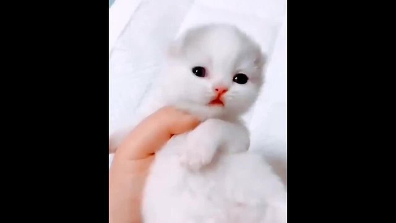 Cute cate
