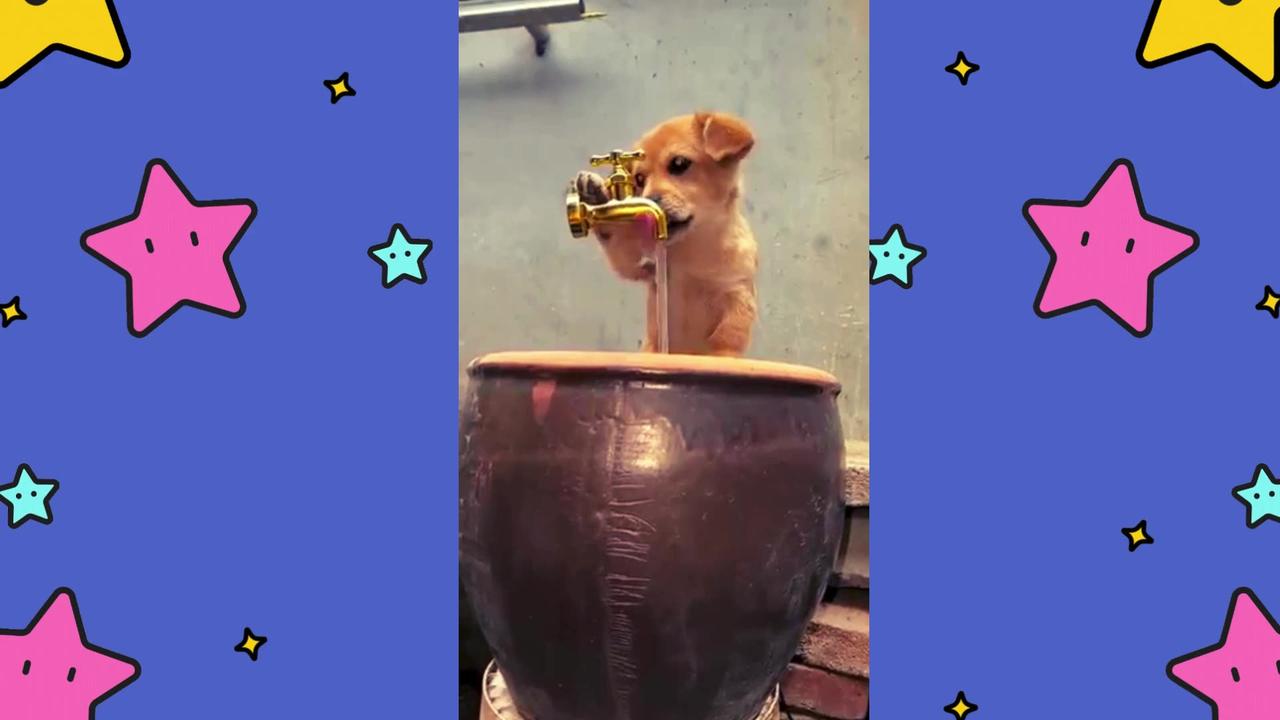 Adorable Puppy Stands Up for a Refreshing Drink! 🐶💦"