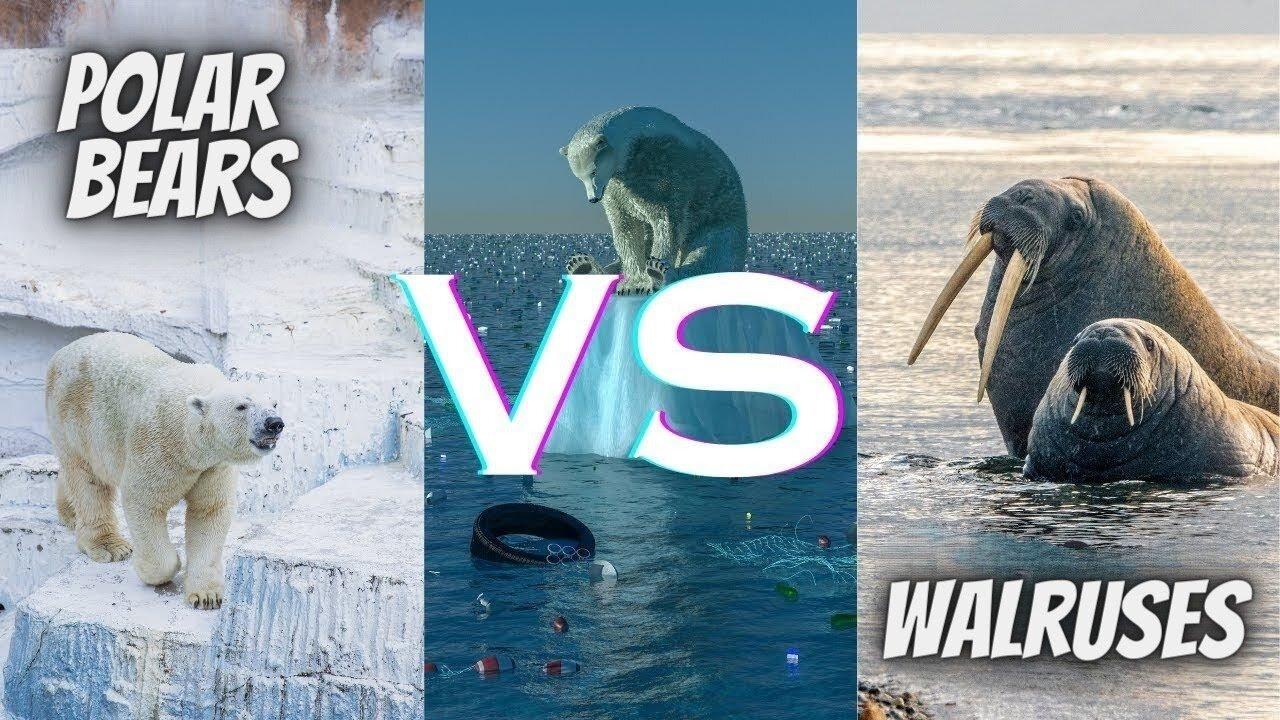 Icy Confrontation: Witness the Epic Battle of Polar Bears and Walruses | polar bear vs walrus
