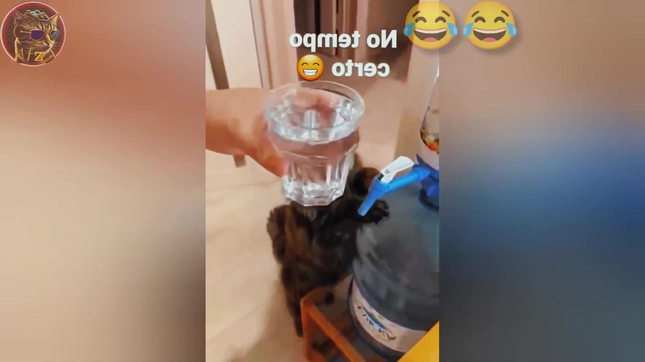 BEST FUNNIEST CATS AND DOGS VIDEOS 2024 😂🤣 - One News Page VIDEO