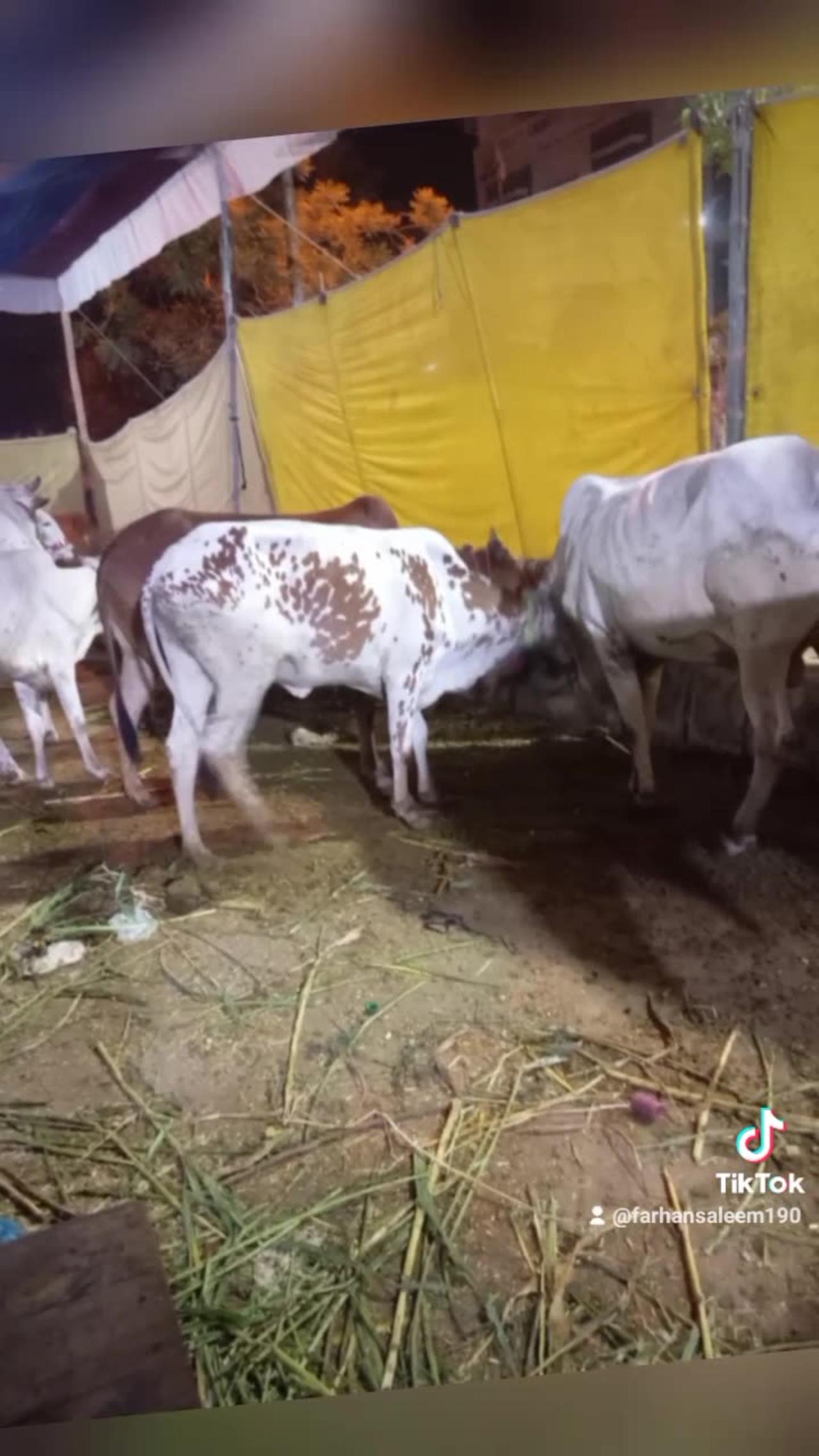 Eid mubarak one news page video