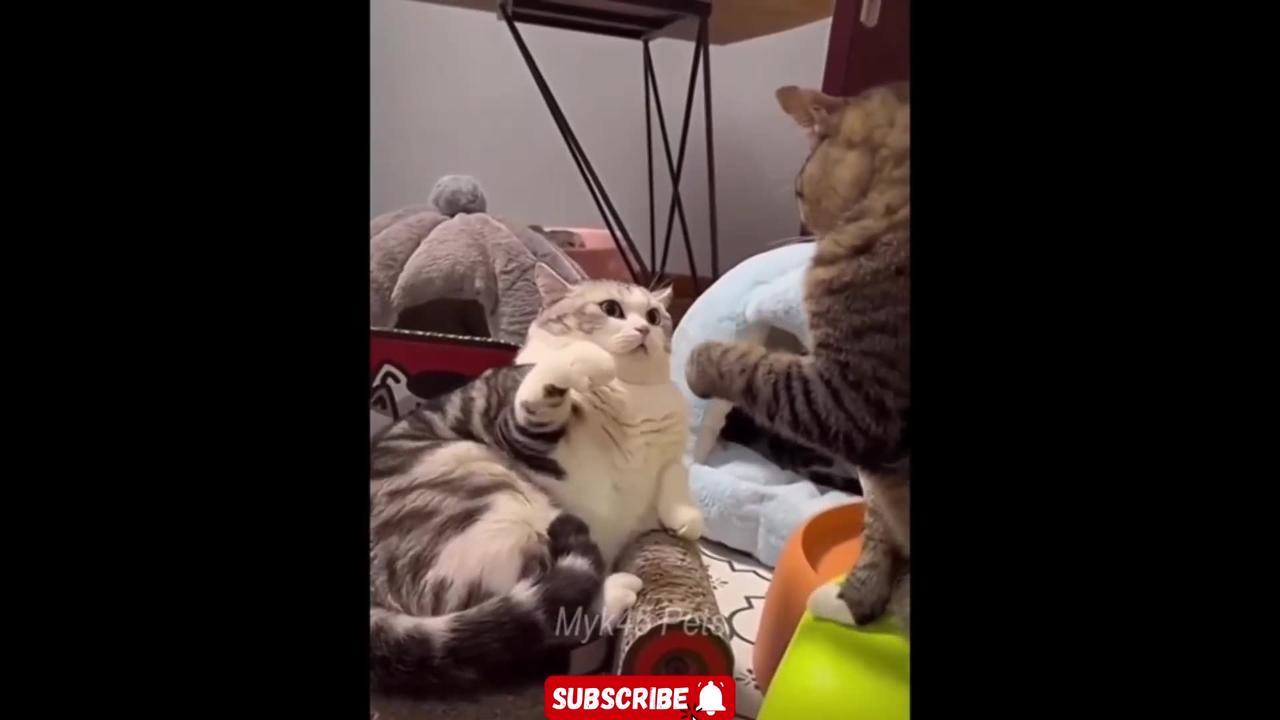 New Funny Animals 😂 Funniest Cats and Dogs - One News Page VIDEO