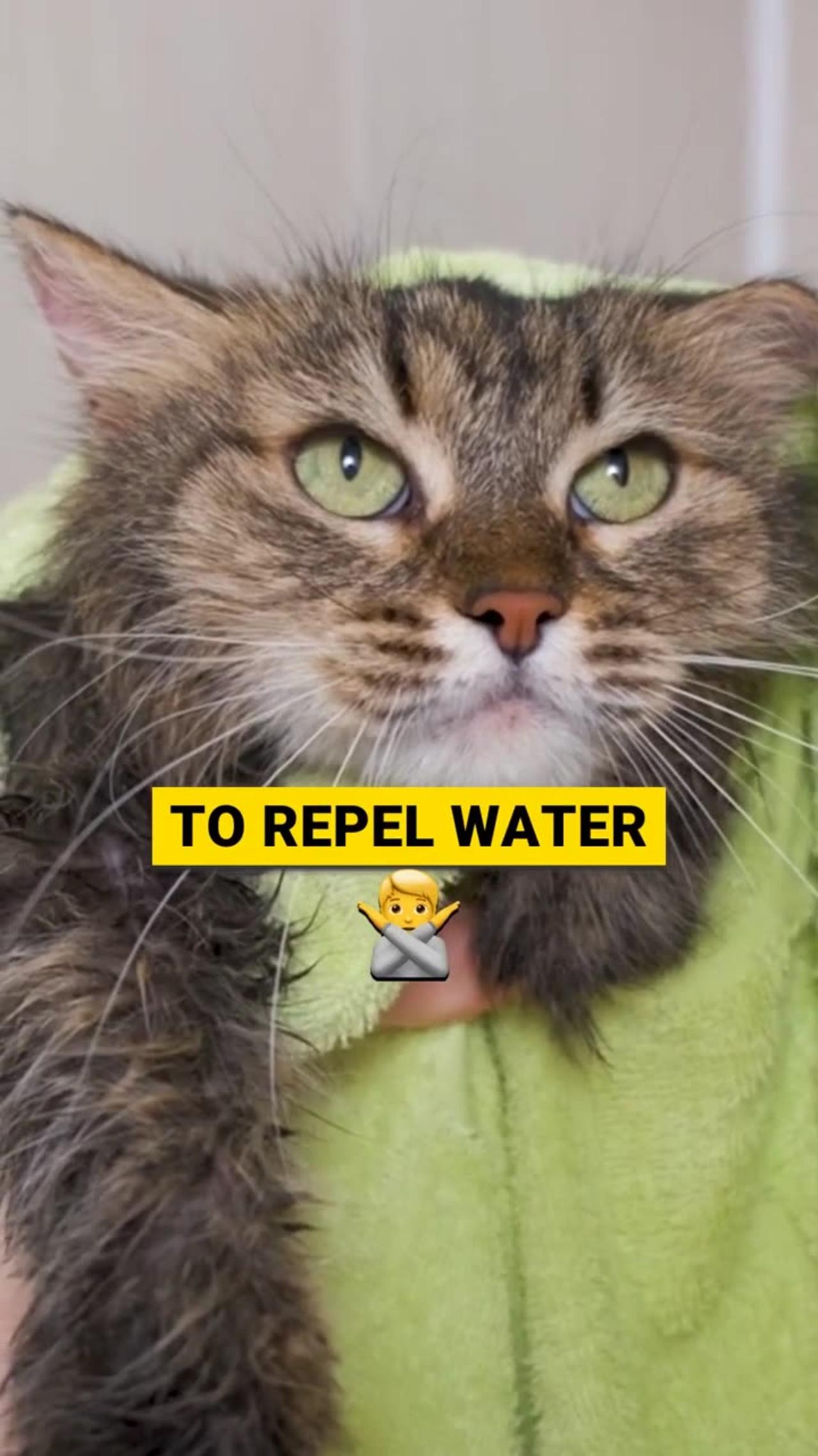 Why Cats Hate Baths 🛁😾 One News Page VIDEO