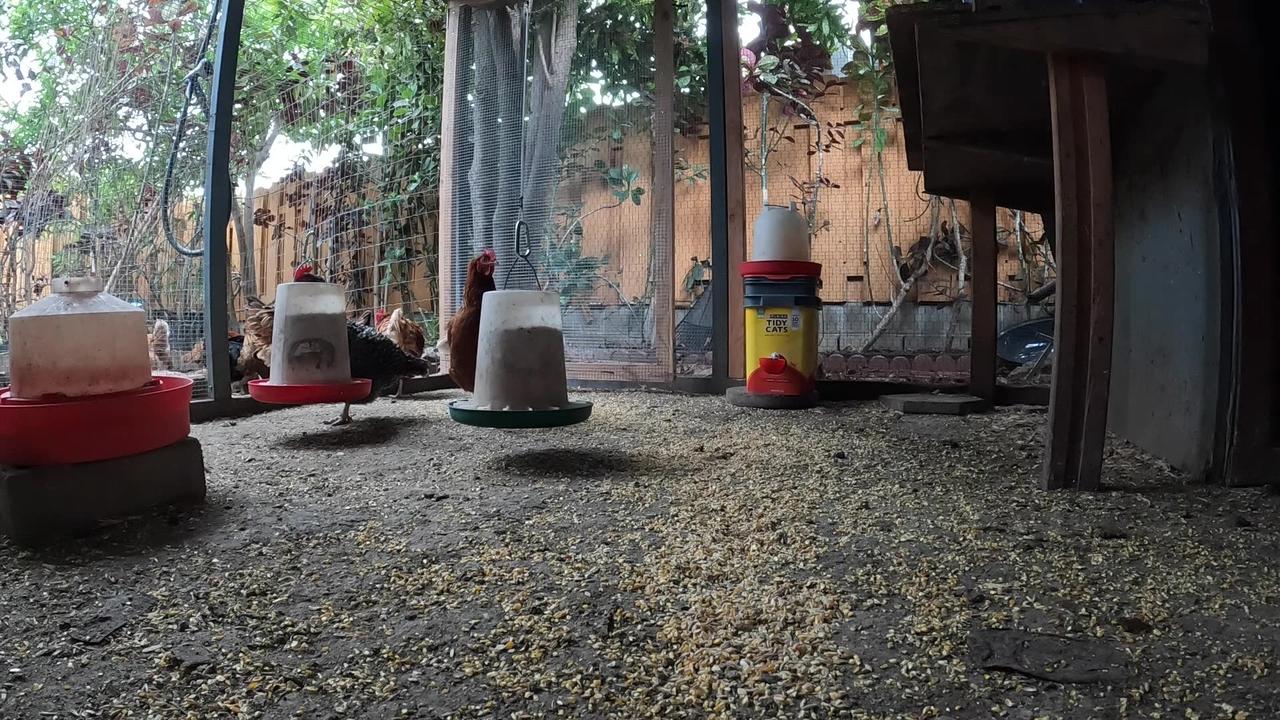 Backyard Chickens Fun Relaxing Video Sounds Noises Hens Roosters!