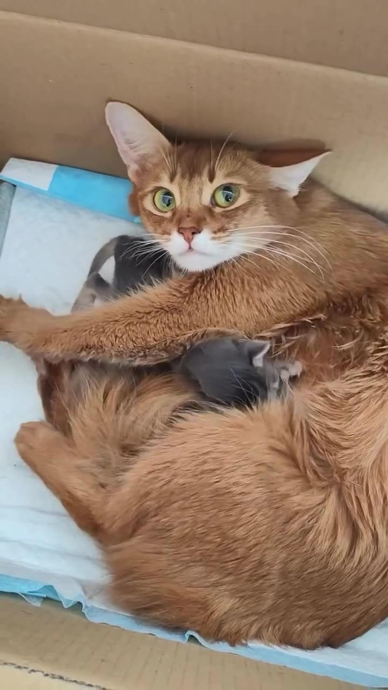 Cute cat breast feeding #cats