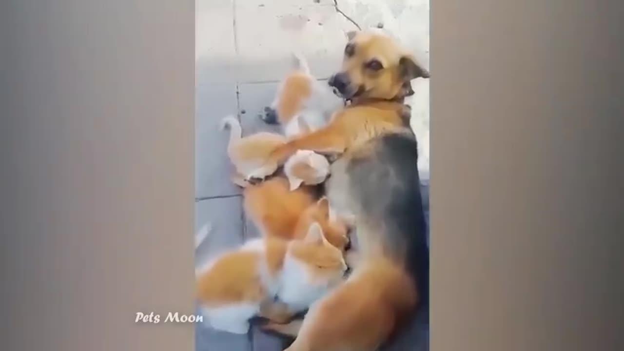Funniest Animals 😄 New Funny Cats and Dogs Videos 😹🐶 Part 2