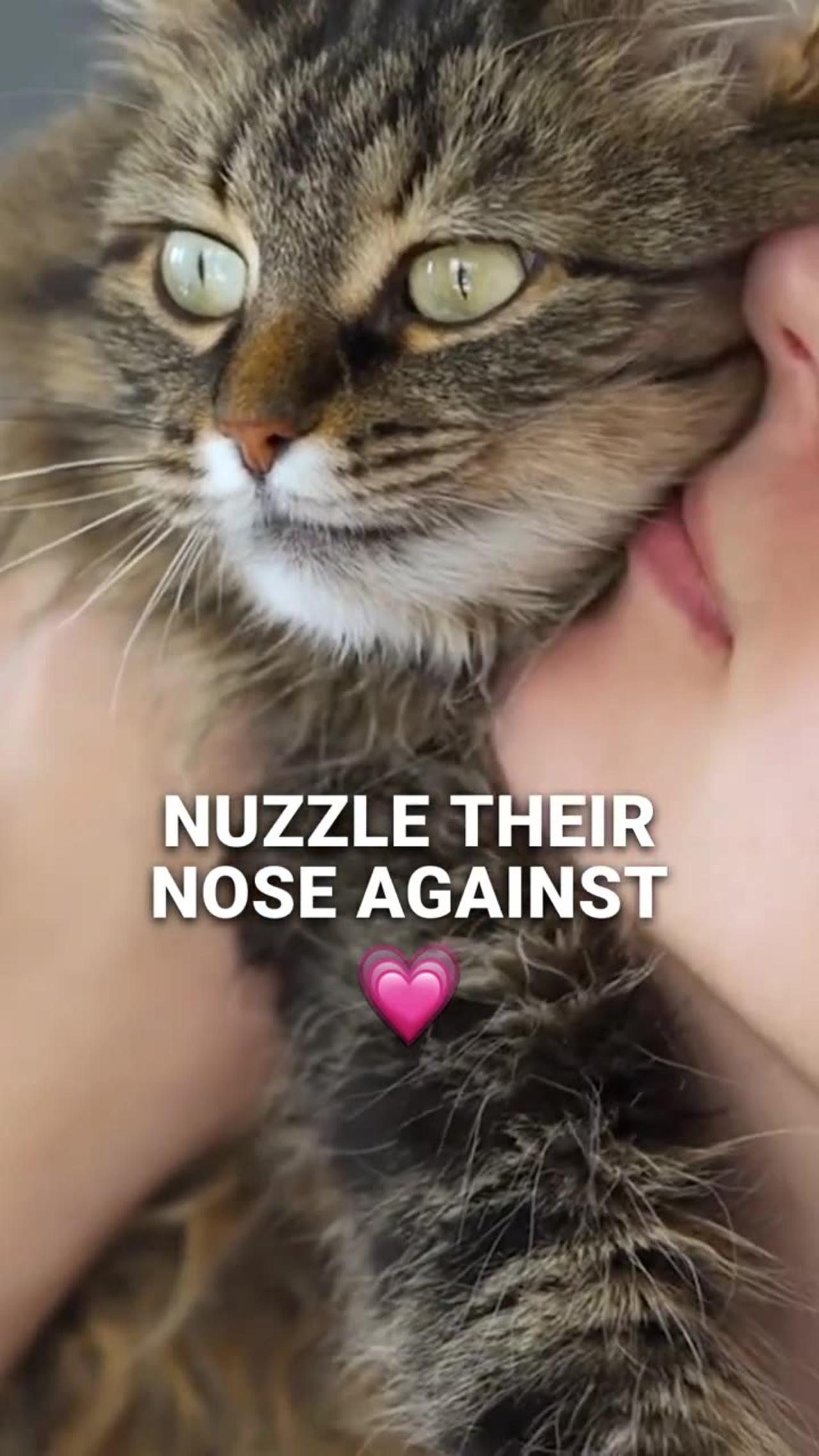 Why Cats Hate When You Touch Their Nose_ One News Page VIDEO
