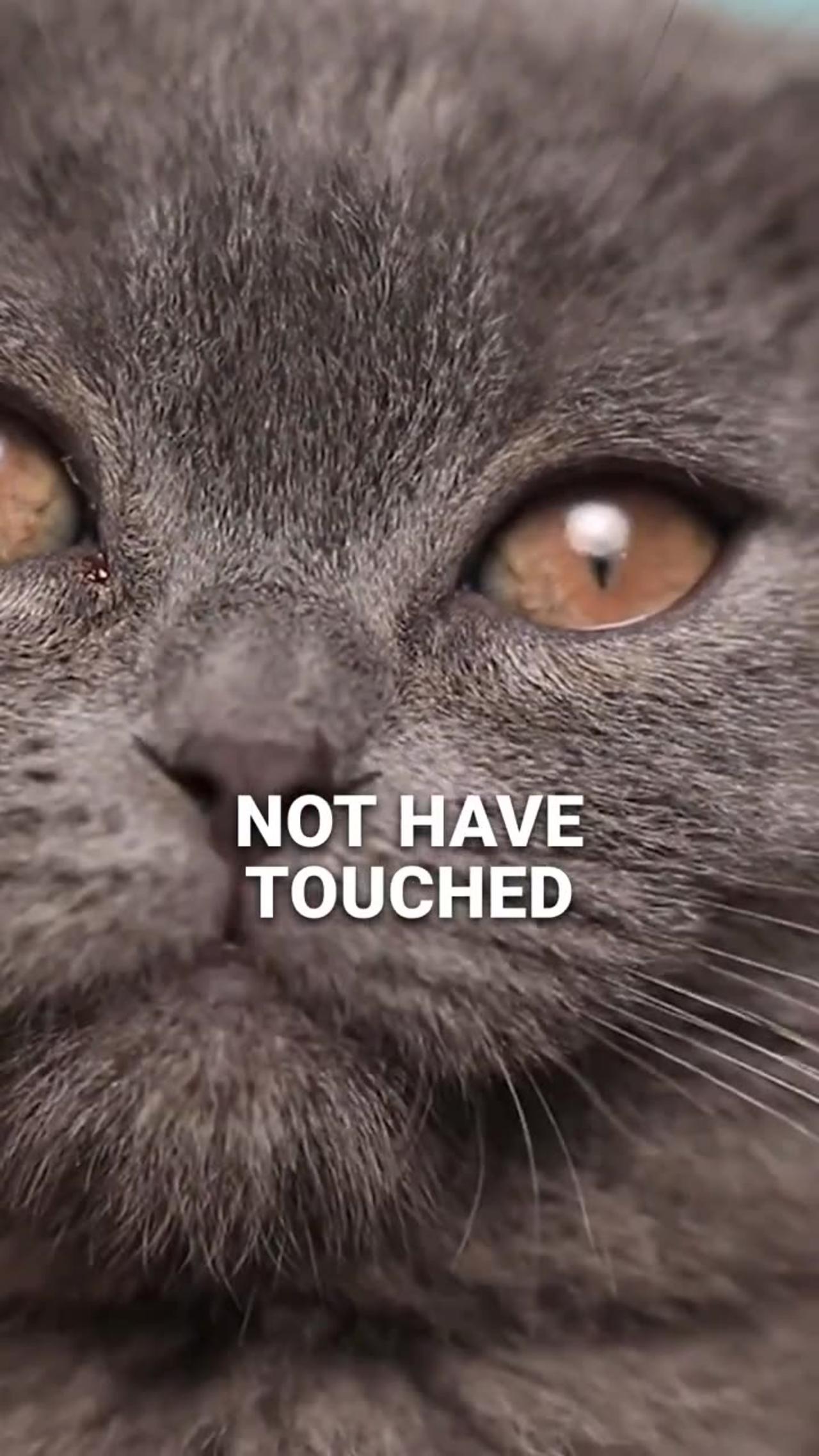 Why Cats Hate When You Touch Their Nose_ One News Page VIDEO