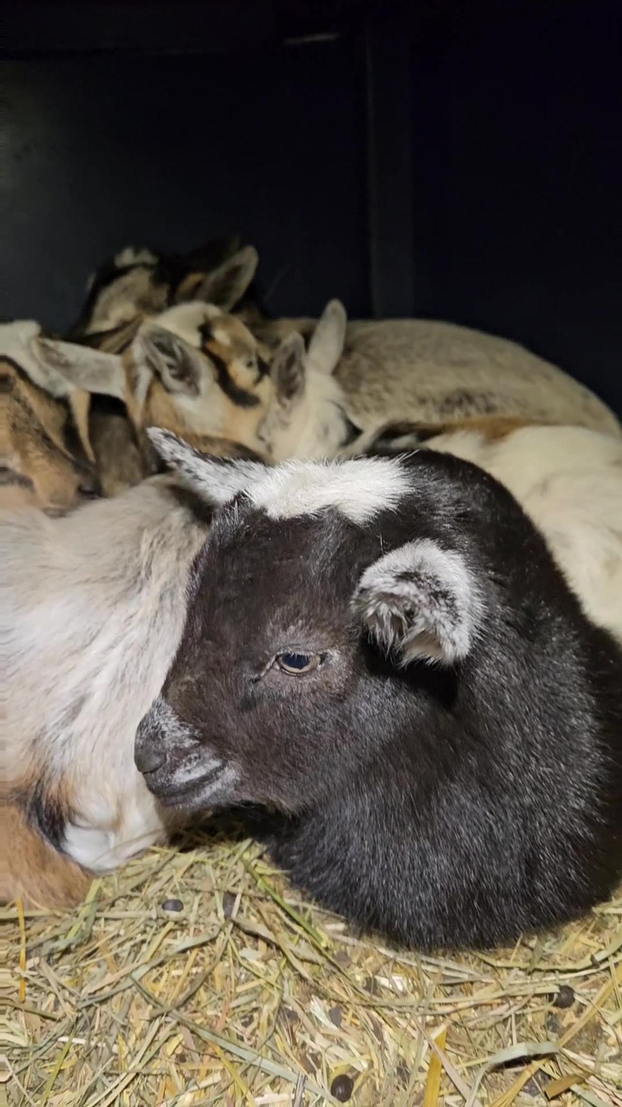 Cozy Kitty In Baby Goat Cuddle Puddle