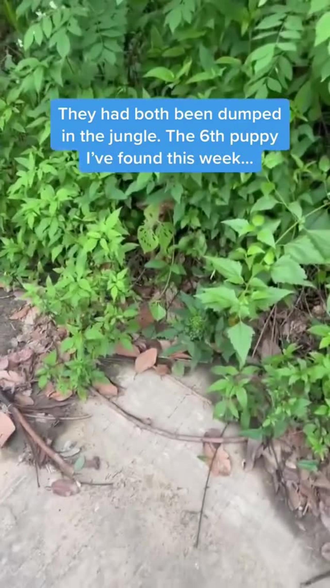 He was thrown into the jungle 😢