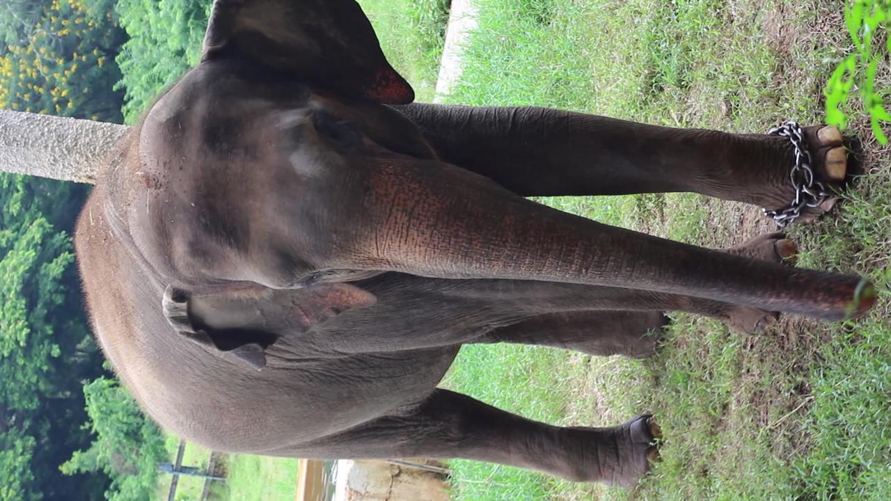 Elephant-India Mysore Zoo Karnataka India
