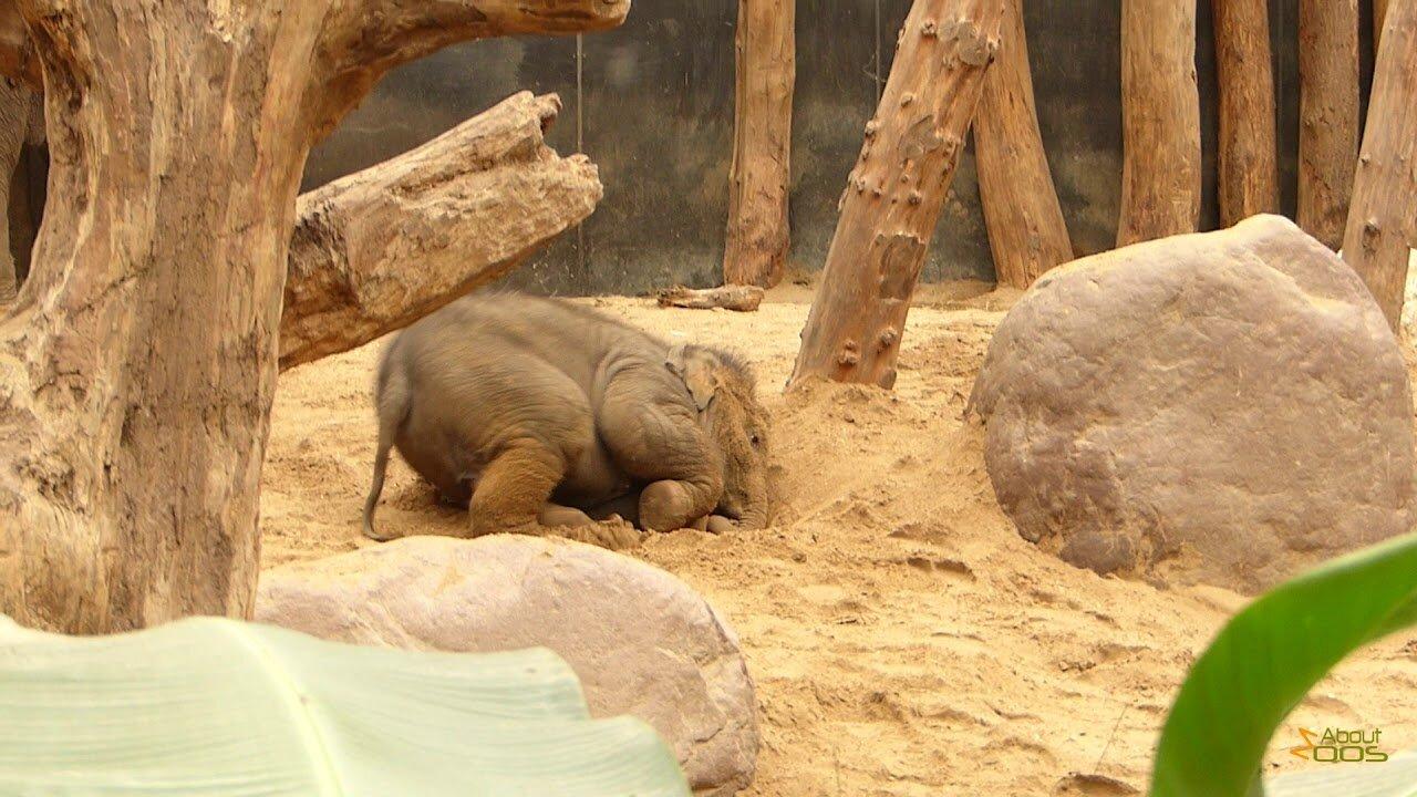 Two elephant calves born in 2017 at Amersfoort Zoo