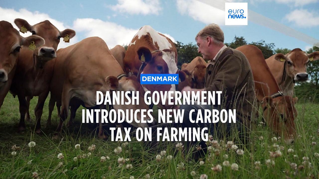 Danish livestock farmers to be taxed for cow and pig-made greenhouse gases