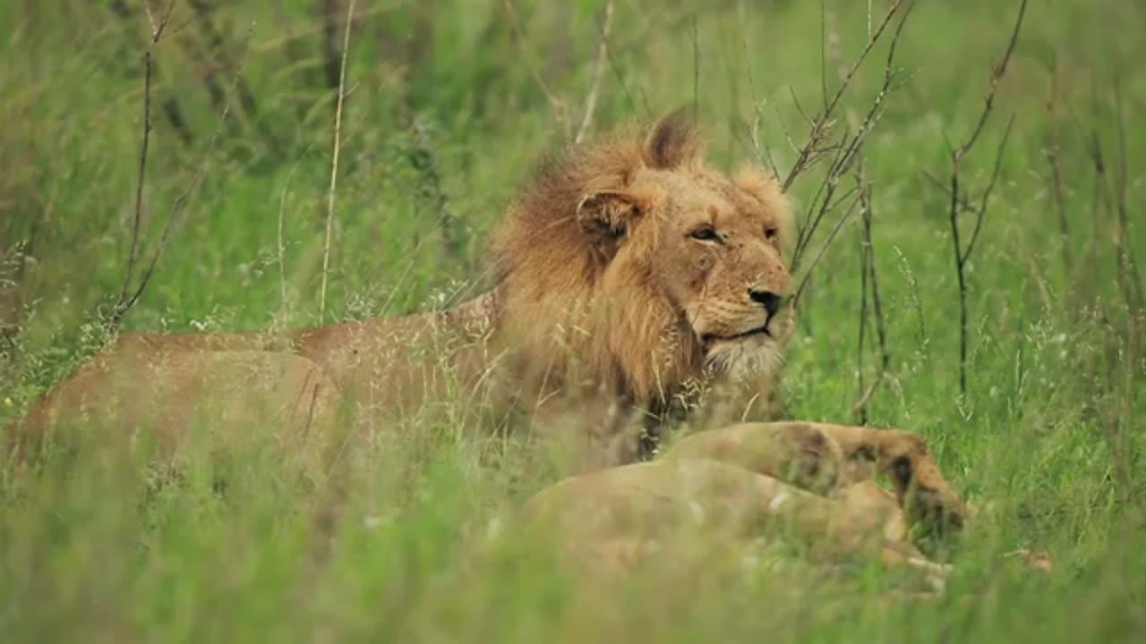 Male Lion | Wildlife | Animals | Wild Animal